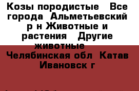 Козы породистые - Все города, Альметьевский р-н Животные и растения » Другие животные   . Челябинская обл.,Катав-Ивановск г.